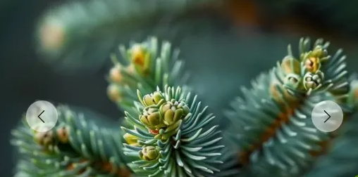 2025-06-08_11-29-47-png.61693