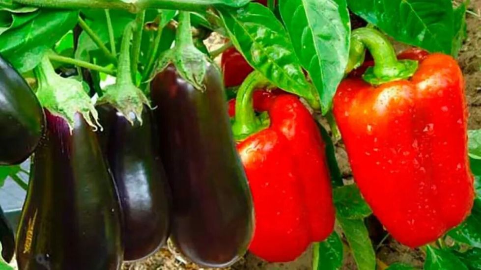 scale_1200-jpg.61240